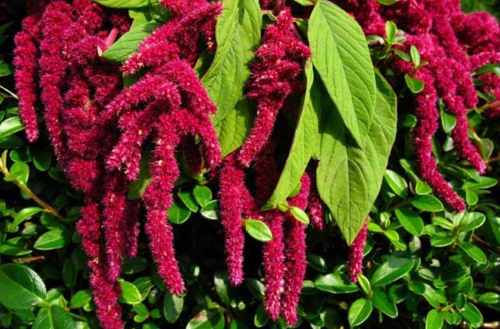 amaranth – амарант лечебные свойства