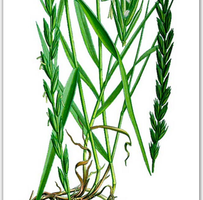 wheatgrass – пырей трава лечебная