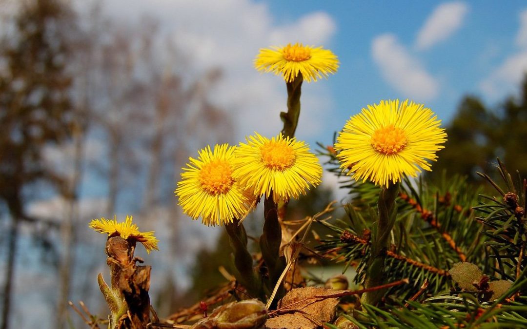 coltsfoot – мать и мачеха – лечебные свойства