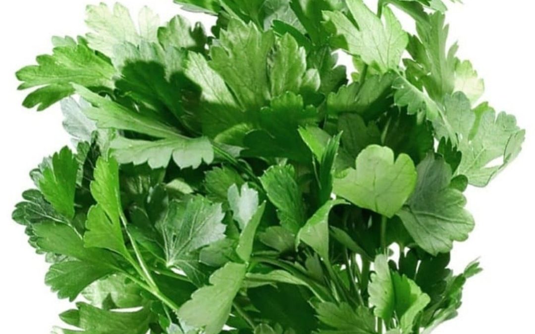 cilantro – кинза для снижения веса (лечебные свойства)