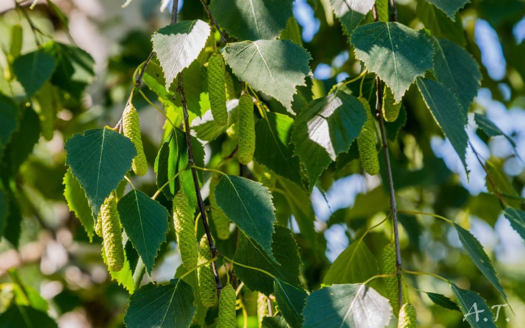 birch leaves – листья березы ( лечебные свойства )