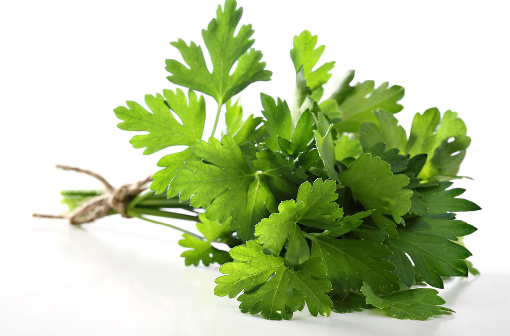 parsley – петрушка ( лечебные свойства )