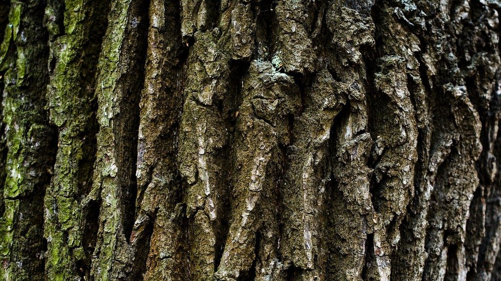 oak bark – кора дуба – лечебные свойства