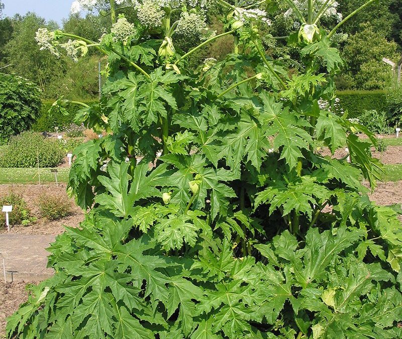 hogweed – борщевик – лечебные свойства