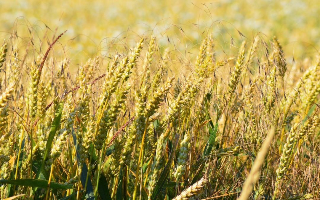 cereals – злаки полезные свойства