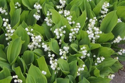 lily of the valley – ландыш