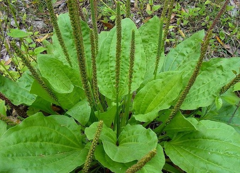 plantain – подорожник – лечебные свойства