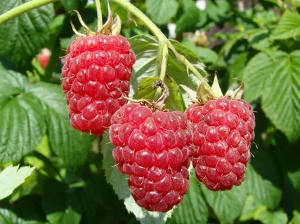 raspberry – малина  спасает жизнь, лечебные свойства