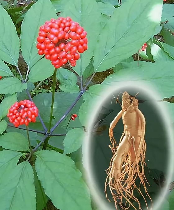 ginseng – женьшень лечебные свойства