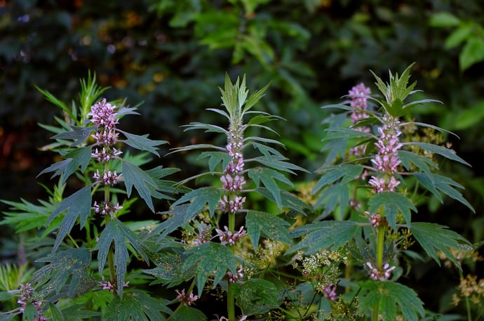 motherwort – пустырник лечебные свойства