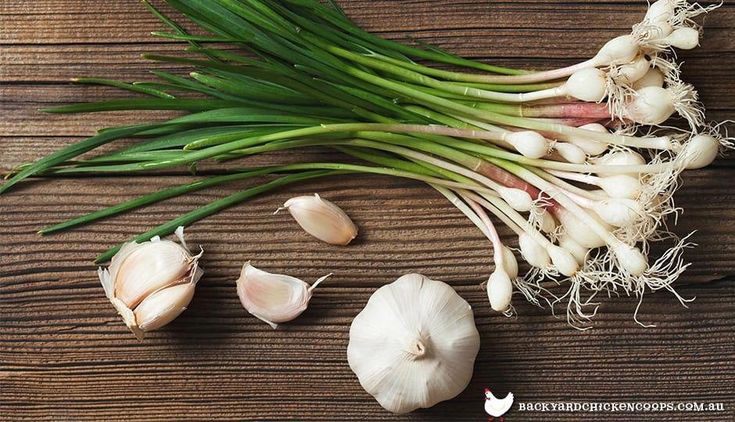 garlic – чеснок лечебные свойства