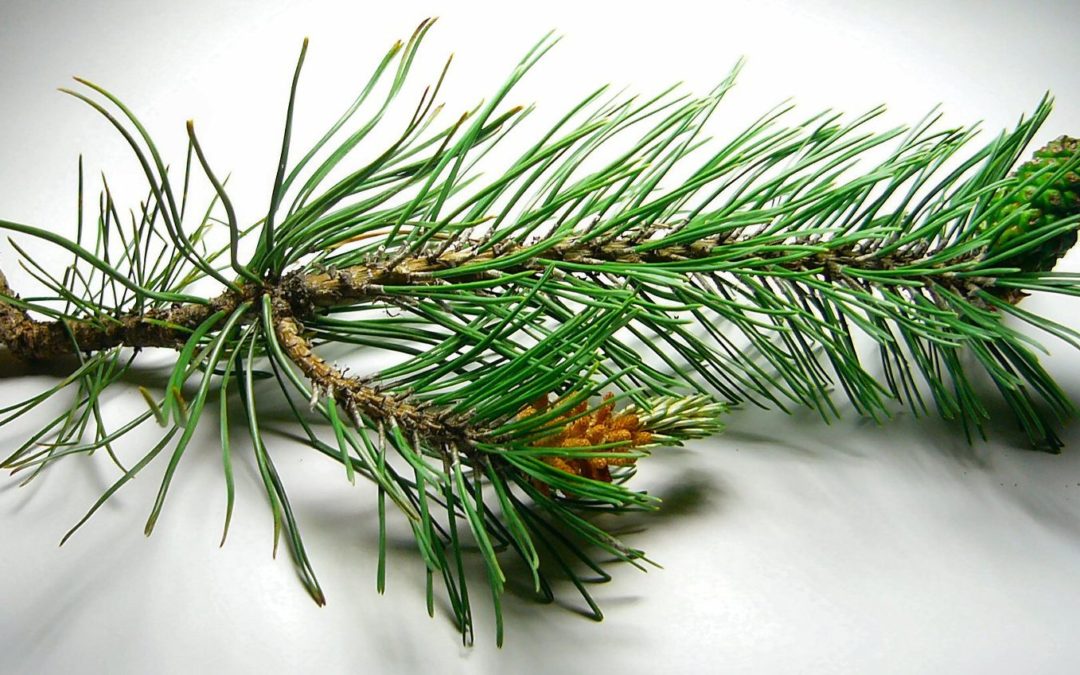 pine needles – хвоя сосны лечебные свойства