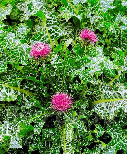 milk thistle – расторопша лечебные свойства