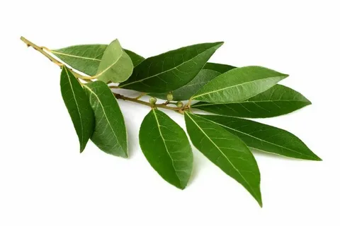 bay leaf – лавровый лист лечебные свойства